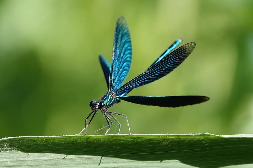 libellule, insecte, demoiselle aux ailes bleues, herbe, la nature