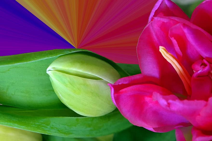tulipán, květ, pupen, zahradní tulipán, okvětní lístky, jarní květina, list, rostlina, dekorativní, dekorace