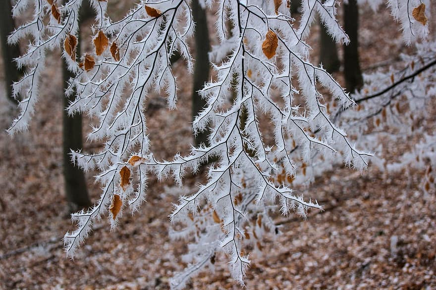 cây sồi, chi nhánh, sương giá, tuyết, mùa đông, rime, lạnh, sương muối, đóng băng, cây, gỗ dẻ gai