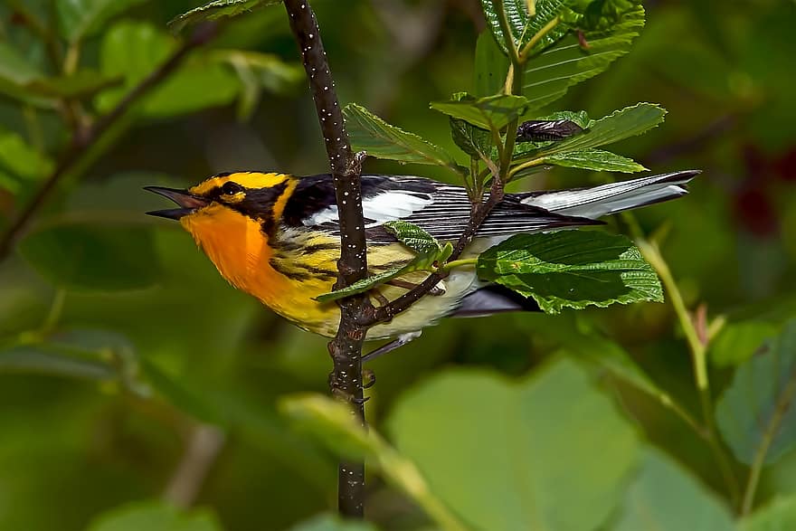 blackburnian warbler, sångare, fåglar