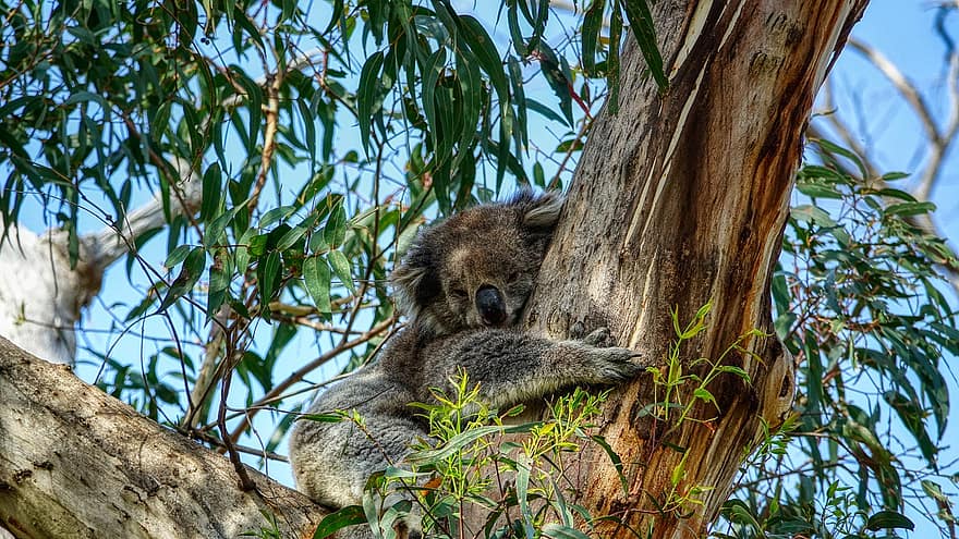 koala, zvíře, strom, vačnatec, savec, volně žijících živočichů, eukalyptu