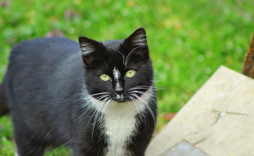 кошка, кошачий, домашнее животное, черно-белая кошка, бакенбарды, Китти, млекопитающее, животное, внутренний, Домашняя кошка, портрет