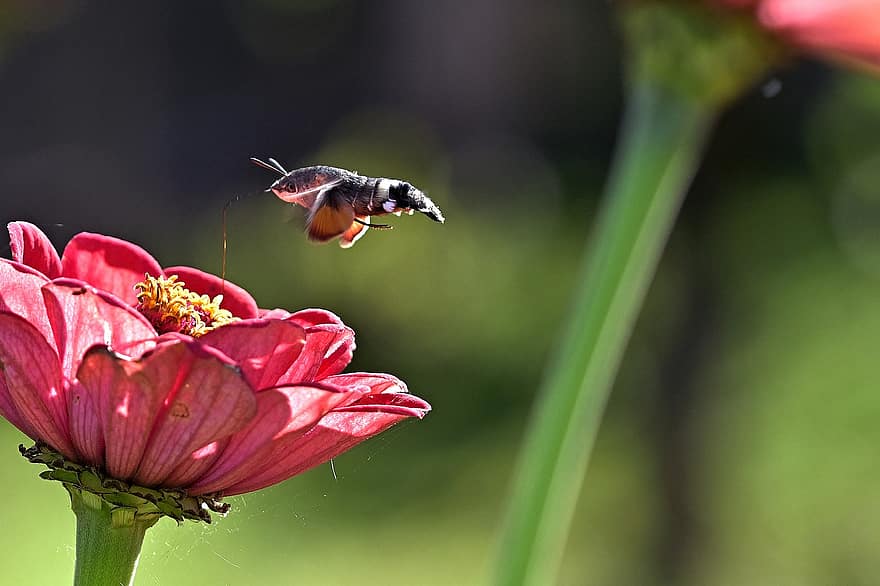 hummingbird hawk moth, vabzdys, cinija, pelkės kandis, gyvūnas, gėlė, augalų, sodas, pobūdį, makro