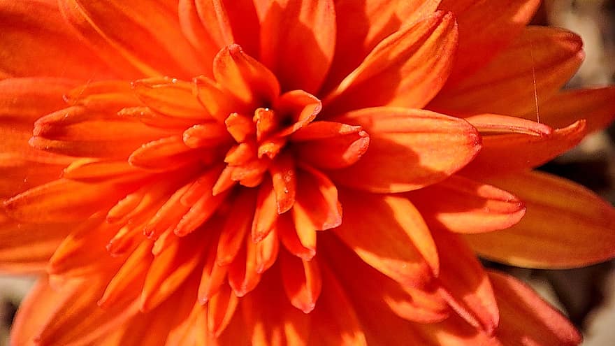 Dahlie, Blume, Garten, orangene Blume, Blütenblätter, orange Blütenblätter, blühen, Flora, Pflanze, Natur, Nahansicht