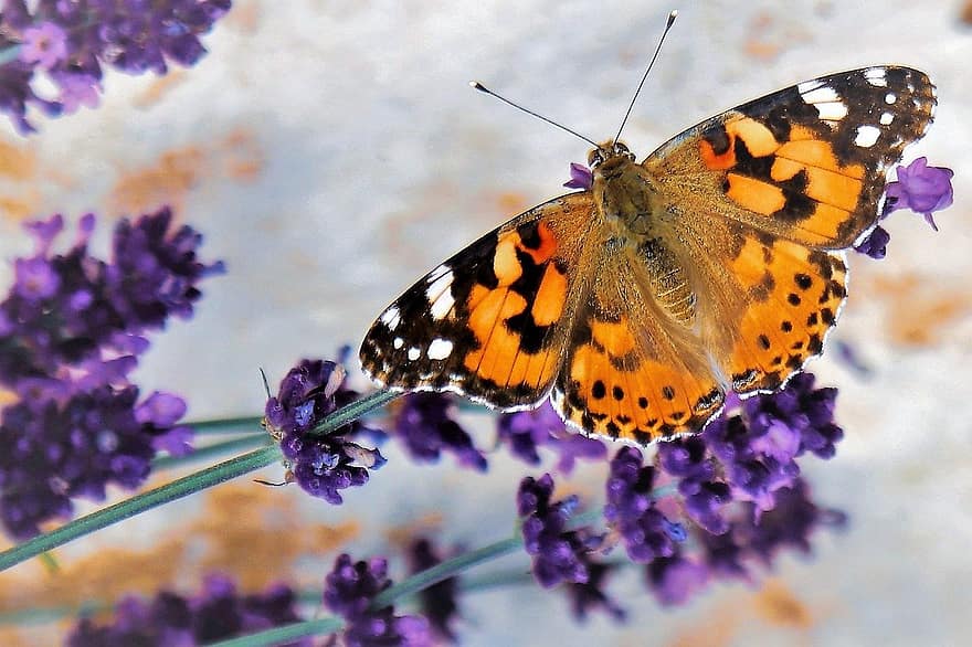 bunga, kupu-kupu, lavender, penyerbukan, sayap, sayap kupu-kupu, serangga bersayap, lepidoptera, flora, fauna, alam