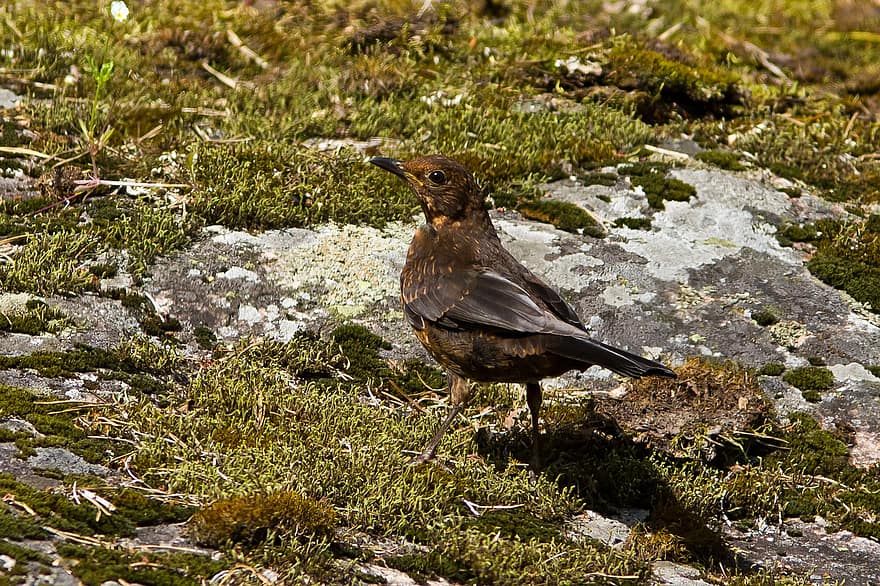 Blackbird, Bird, Moss, Finnish, Nature