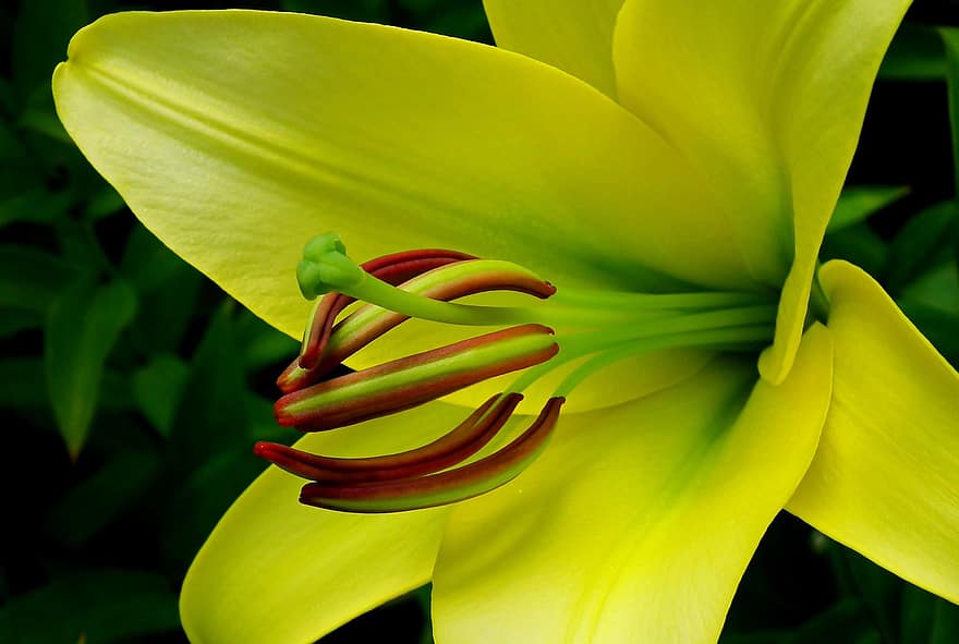 Lilie, Blume, Staubblatt, gelbe Lilie, Blütenblätter, gelbe blütenblätter, blühen, Flora, Pflanze, Natur