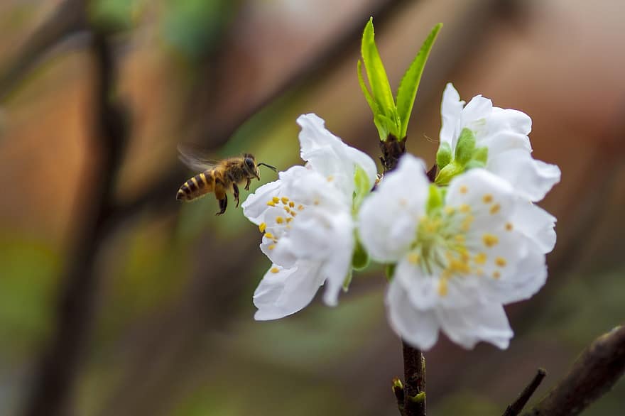 fleurs blanches, pollinisation, abeille, fleurs, la nature, macro, fermer, Floraison