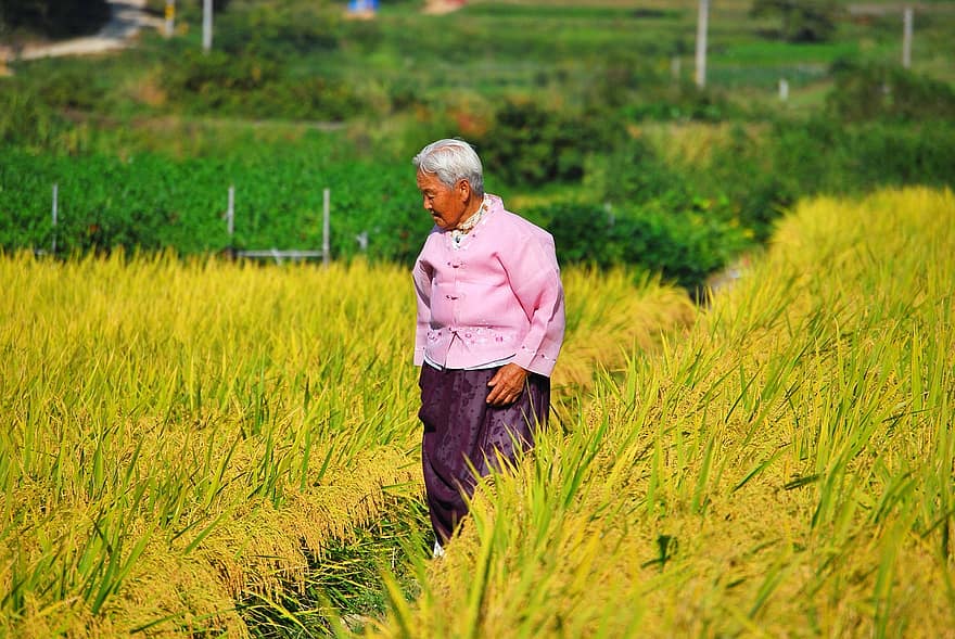 урожай, женщина, бабушка, Хан Бок, люди, старший взрослый, один человек, сельская сцена, для взрослых, сельское хозяйство, старшие мужчины