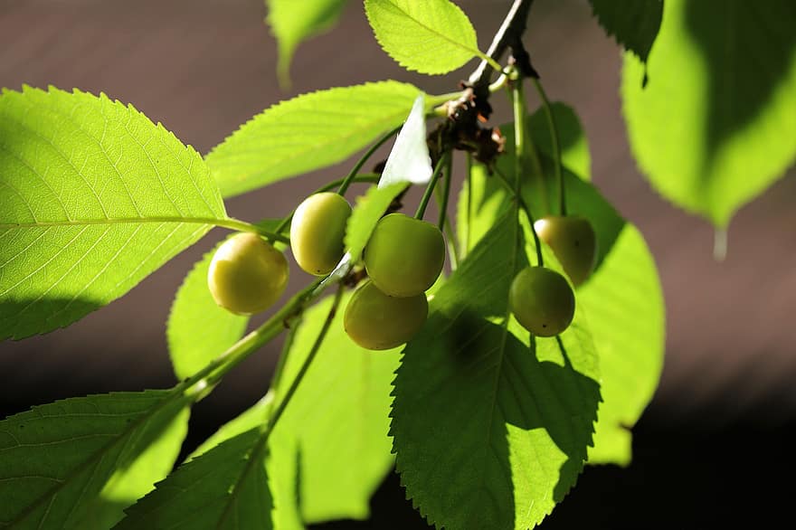 белая вишня, вишня, фрукты, завод, природа, лист, зеленого цвета, свежесть, крупный план, летом, ветка
