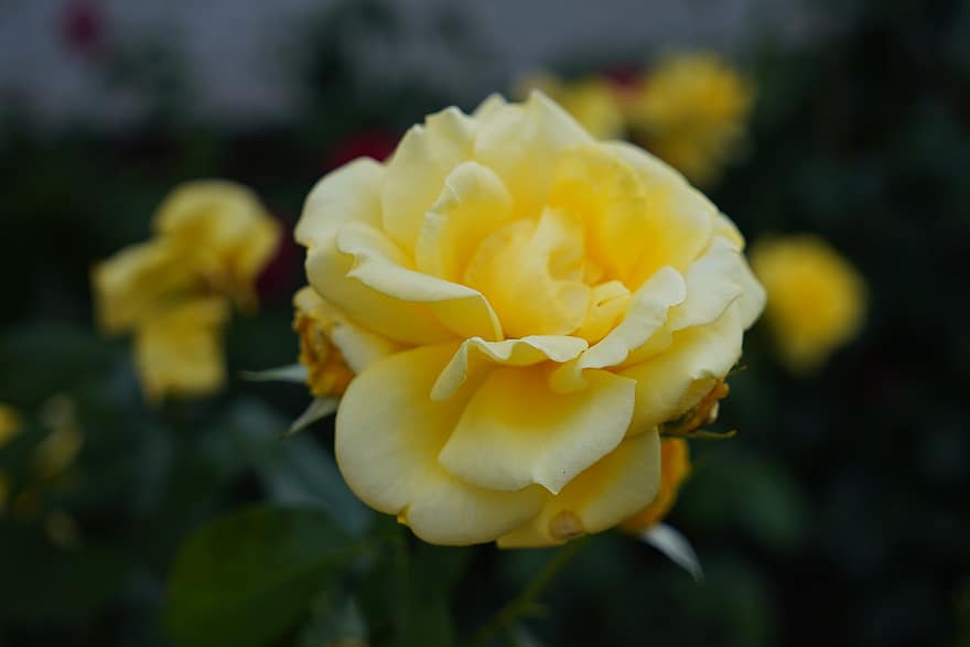 τριαντάφυλλο, κίτρινο αυξήθηκε, κίτρινο άνθος, ροζ φυτό, κήπος, φύση, φράζω, macro, γκρο πλαν, πέταλο, φύλλο