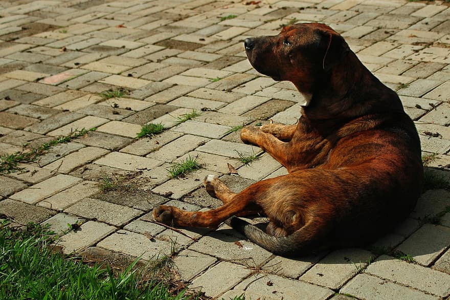 Un perro relajante, fondo, marrón, perro, relajante, mascota, linda, relajarse, animal, feliz, el mamifero