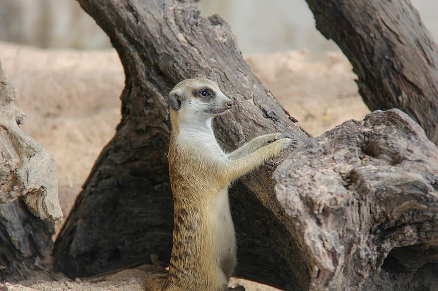 Meerkat, Animal, Mammal, Fur, Zoo, Wild, Wildlife, Wildlife Photography, Suricate, Animal World, mongoose