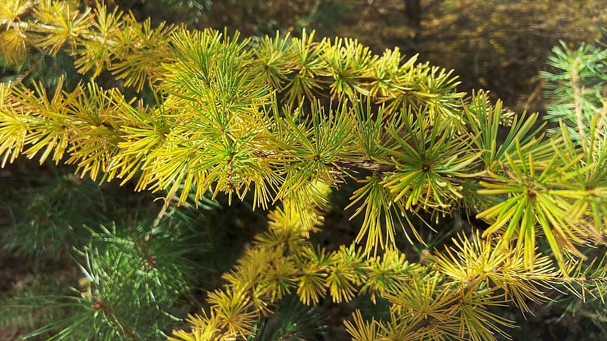 Larch, Needles, Fall, Autumn, Leaves, Yellow Leaves, Branch, Sprig, Conifer, Tree, Plant
