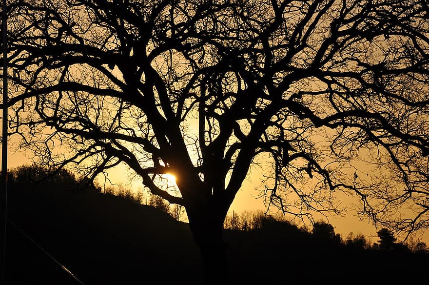 arbre, le coucher du soleil, des silhouettes, branches, branches d'arbre, silhouette d'arbre, paysage, crépuscule, rétro-éclairage