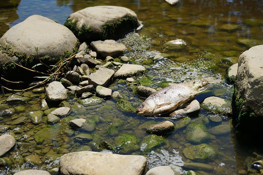 Frog, Fish, River, Stream, Creek, Pollution