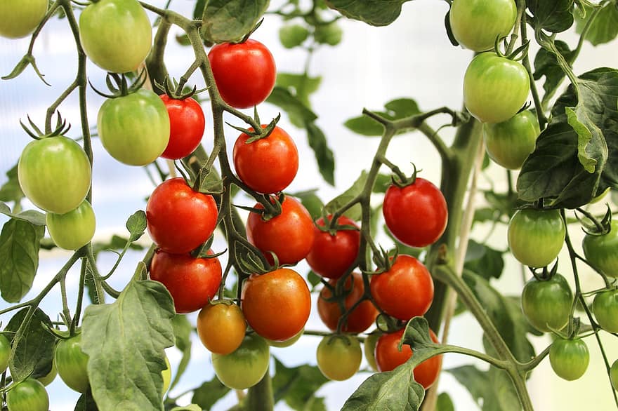 cherrytomater, tomater, drivhus, tomat, grøntsag, friskhed, landbrug, organisk, mad, blad, vækst