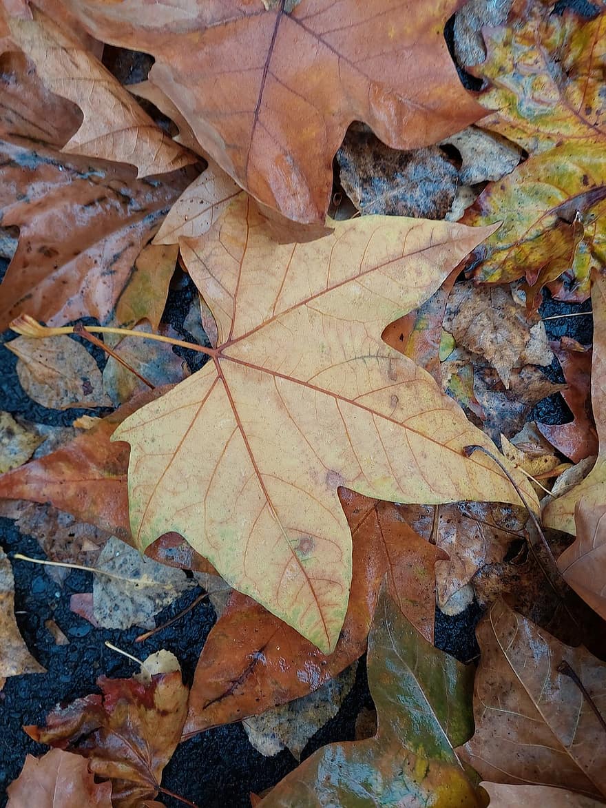 le foglie, natura, autunno, stagione, foglia, giallo, ottobre, sfondi, multicolore, avvicinamento, foresta