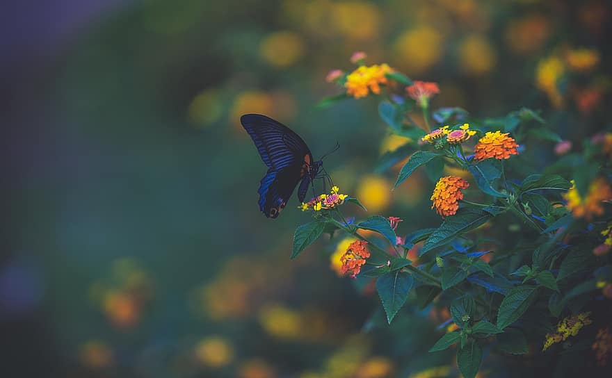 sommerfugl, gule blomster, have, natur, blomster, marco, baggrund