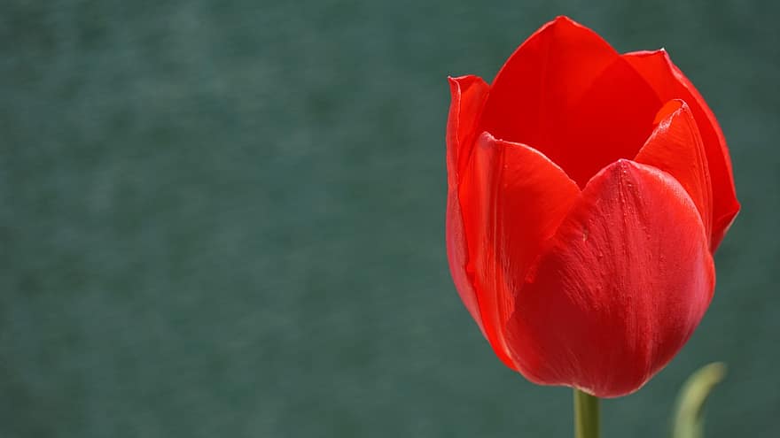 tulpė, gėlė, augalų, raudona tulpė, raudona gėlė, tulipa, žiedlapių, žydi, sodas, pobūdį, pavasaris