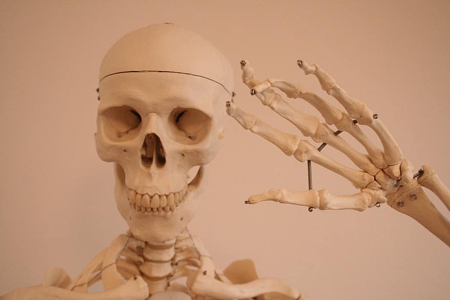 skelet, kraniet og knoglerne, kranium