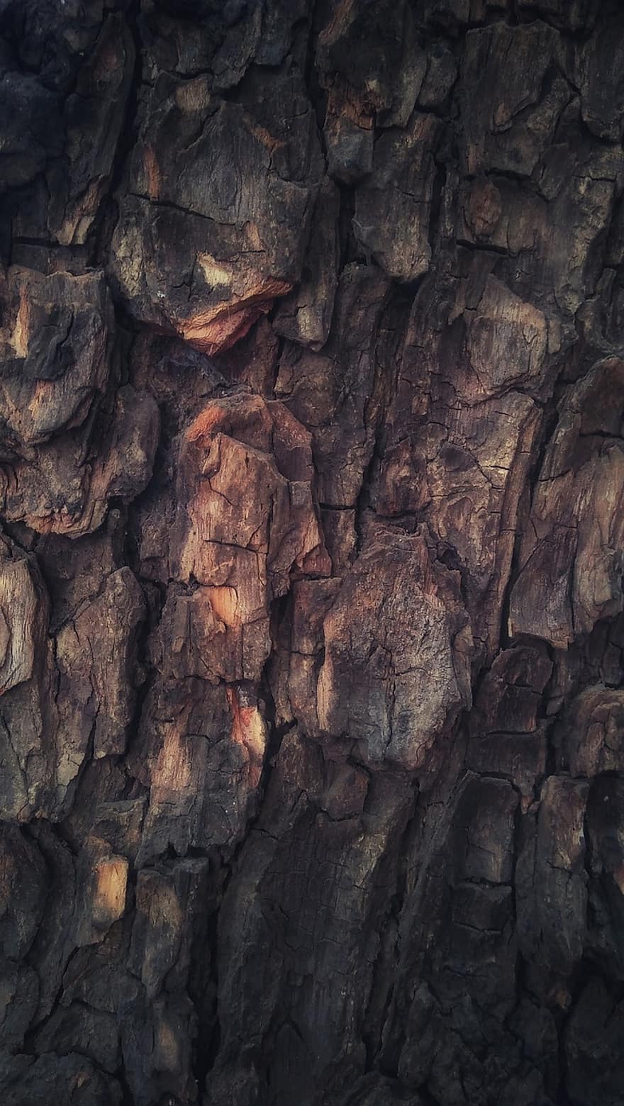träd, trä, textur, trunk, bark, gammal, bakgrunder, närbild, mönster, sten, abstrakt