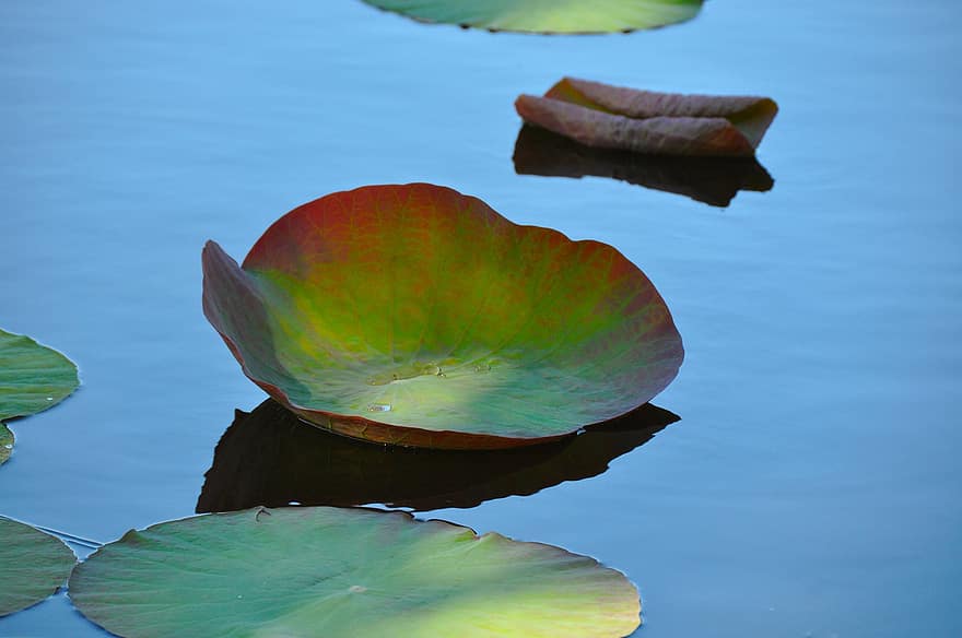 frunza de lotus, frunze, lac, lotus, natură, plantă, meditaţie, zen, apă