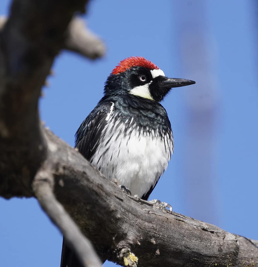 Bird, Woodpecker, Ornithology, Species, Fauna, Avian, Animal, Wildlife, Beak, Perched, Acorn Woodpecker
