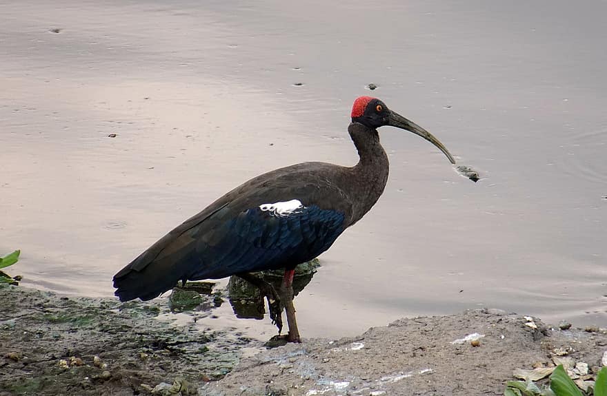 fugl, ornitologi, rød-naped ibis, fauna, arter, avian, dyr, pseudibis papillosa, indisk svart ibis, svart ibis, ibis
