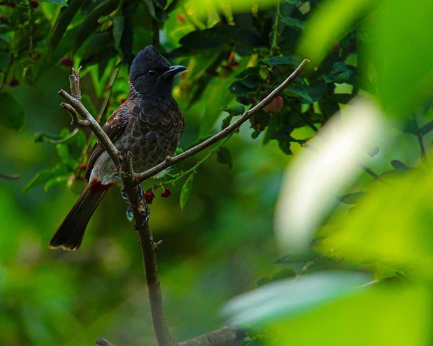 bulbul de ventilación roja, pájaro, Sri Lanka, aviar, fauna silvestre, naturaleza, rama, pico, animales en la naturaleza, pluma, de cerca