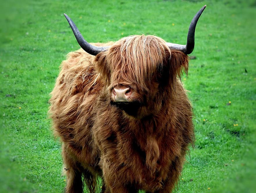 говядина, животное, горная говядина, Шотландия, шотландский хохландринд, выгон, спектр, экология