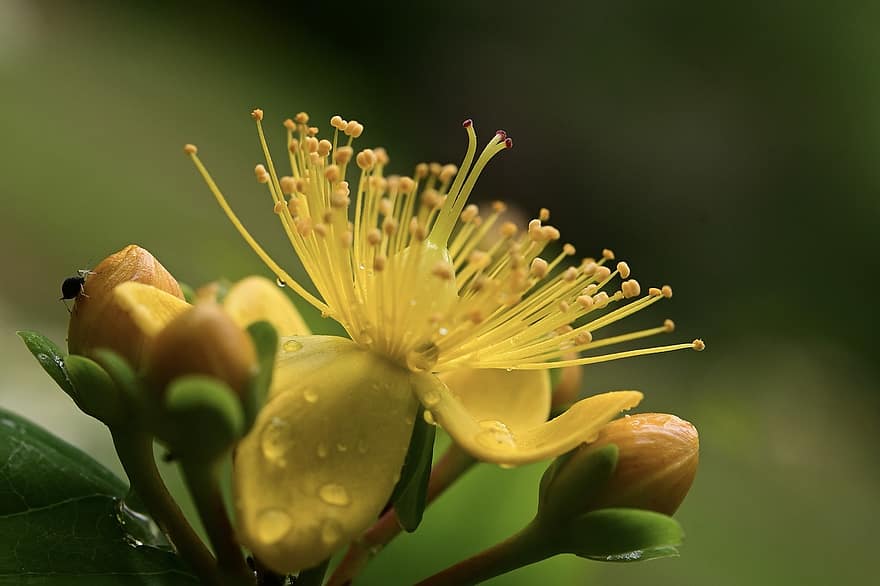 St John's wort, λουλούδι, κίτρινος, φαρμακευτικό φυτό, hypericum, αειθαλής, σκαθάρι, φύση