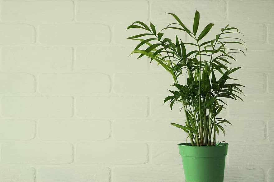 pianta, pentola, in casa, muro bianco, muro di mattoni, pianta in vaso, pianta d'appartamento, minimalista, decorazione, interno, interior design