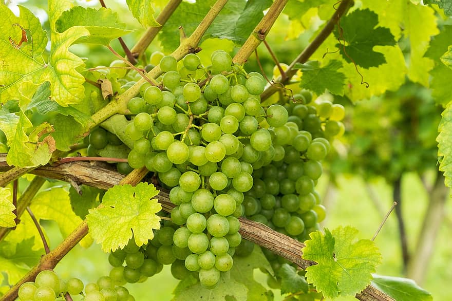 виноград, зеленый, виноградная лоза, фрукты, милая, виноградник, вино, питание