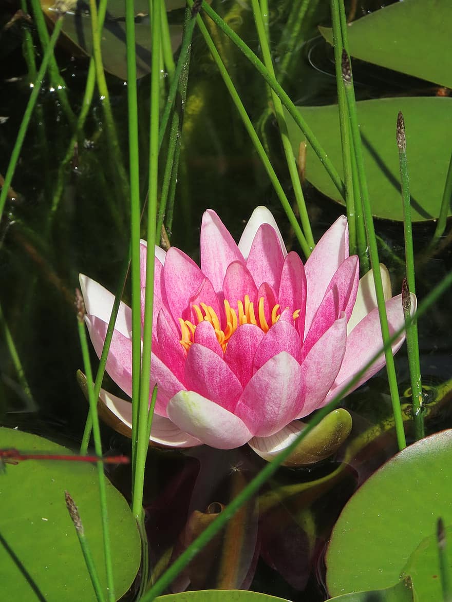 Water Lily, Lotus, Lotus Flower, Pink Flower, Blossom, Bloom, Nature, Pond, Flora, Flower, leaf