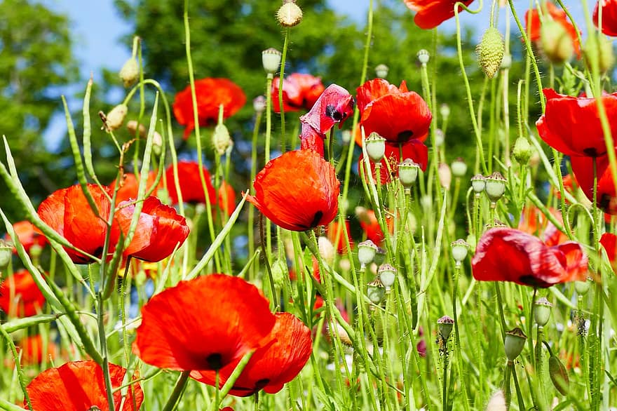 bunga poppy, bunga-bunga, bunga poppy merah, bunga merah, kelopak, kelopak merah, alam, berkembang, mekar, menanam, flora