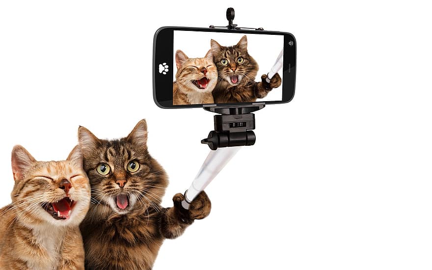 kaķiem, viedtālrunis, selfie, kaķu selfijs, kameru, tālruņa fotogrāfija, Smaidošie kaķi, Pašbildes kamera, selfie stick, foto māksla, Pawphone