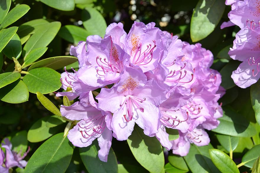 Rhododendron, flori, grădină, frunze, petale, violete petale, a inflori, inflori, plantă, floră