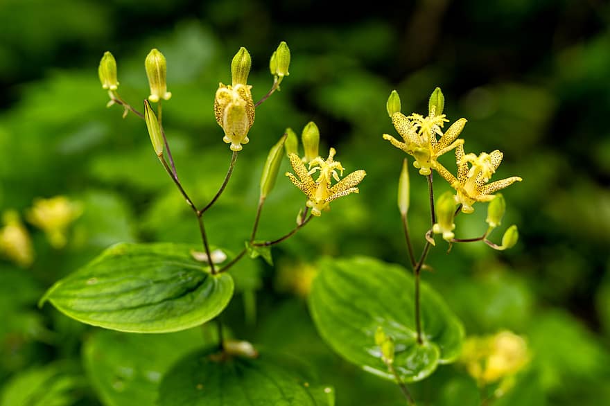 फूल, पत्ती, लीफ, ट्राइसीर्टिस लैटिफोलिया, त्रिकटिरिस, Liliaceae, जापान के लिए स्थानिक पौधे, Rinnai