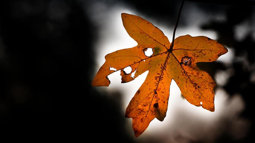 herfst, natuur, blad, Bos, seizoen, geel, detailopname, achtergronden, boom, fabriek, levendige kleuren