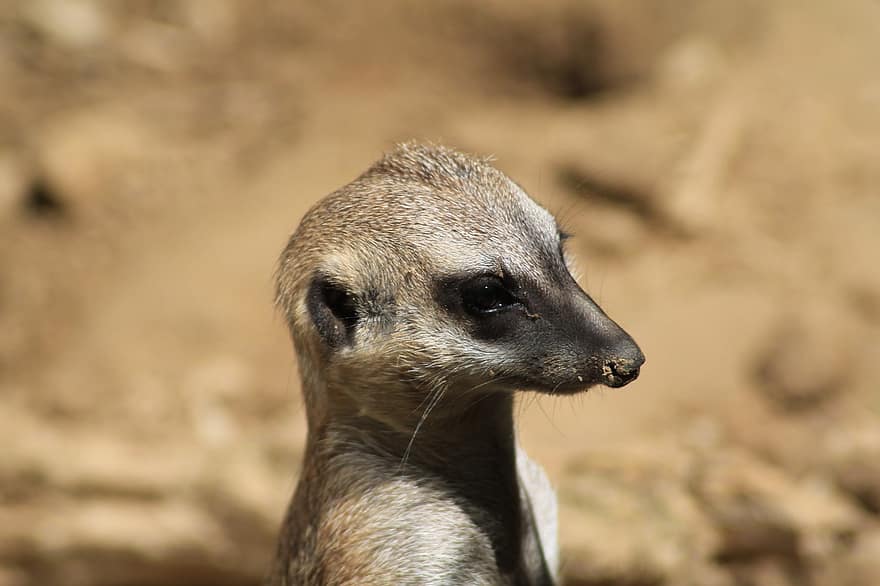meerkat, animal, mundo animal, mamífero, fofa, natureza, doce, jardim zoológico