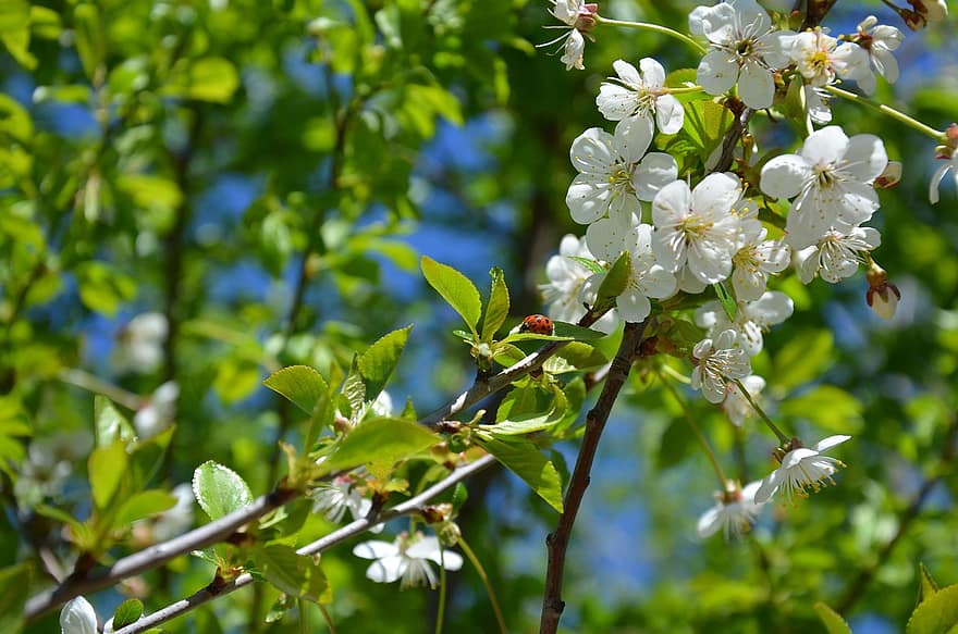 flor de cerezo, las flores, mariquita, insecto, primavera, Flores blancas, floración, flor, rama, árbol, naturaleza