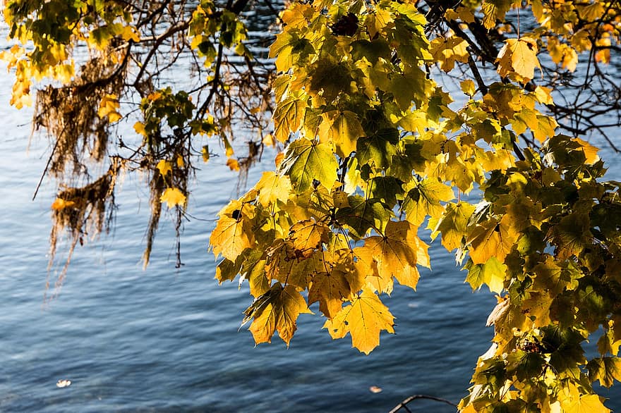 葉、湖、秋、川、河岸、黄、木、シーズン、森林、鮮やかな色、マルチカラー