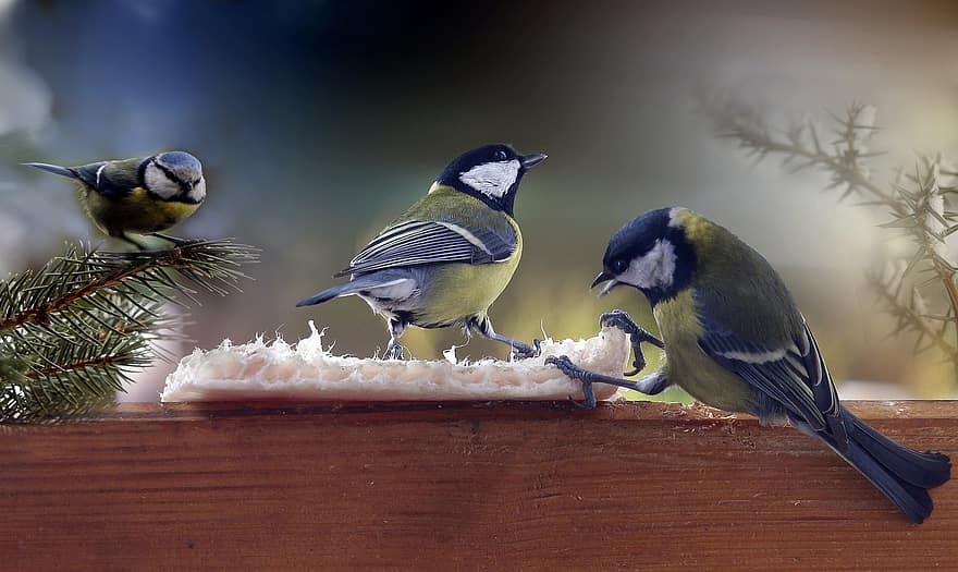 pájaro, aves, tetas, gordo, comida, alimentación, naturaleza, animales, invierno, nieve, frío