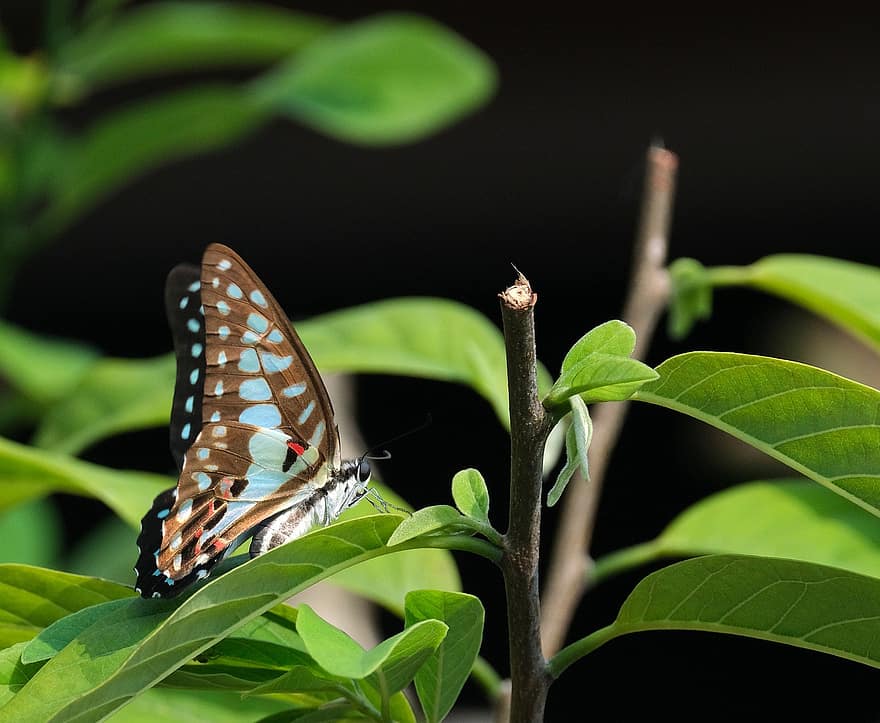 Schmetterling, Insekt, geflügeltes Insekt, Schmetterlingsflügel, Fauna, Blätter, Natur, Tierwelt