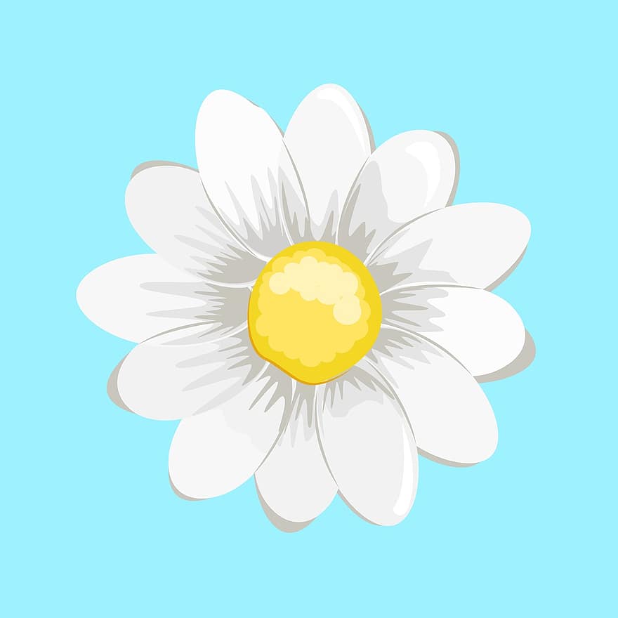 Daisy, Flower, Likes Dislikes, Divination, Chamomile, Summer, Spring, Petal, Nature, Flora, Flowers