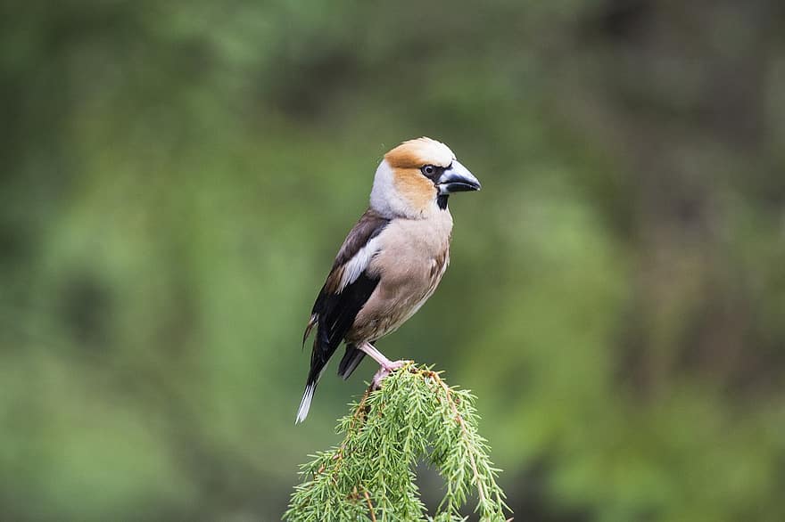 Hawfinch, Bird, Animal, Passerine Bird, Small Bird, Wildlife, Fauna, Wilderness, Nature