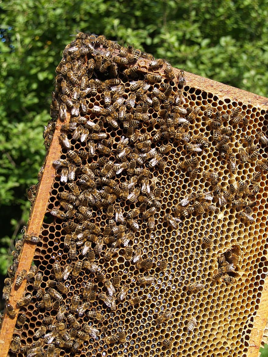 έντομα, μέλισσα, εντομολογία, μέλι, έντομο, κυψέλη, μελισσοκόμος, κηρήθρα, Κηρήθρα, εργαζόμενος, γύρη