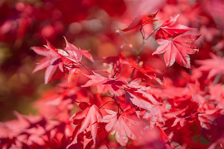 もみじ、秋、葉、楓葉、紅葉、秋の季節、落葉、シーズン、木、マルチカラー、森林