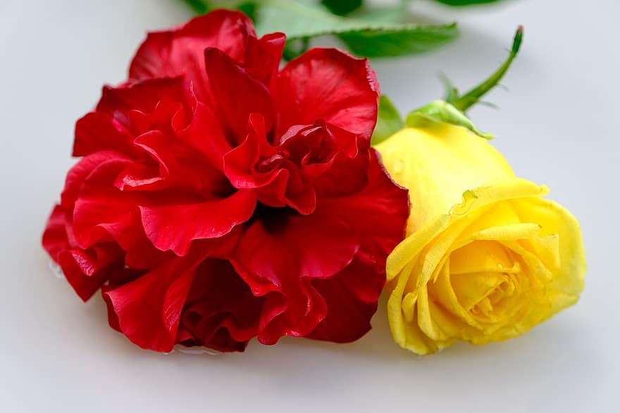 цвете, роза, Хавайска роза, жълта роза, разцвет, цвят, листенца, розови листенца, цъфна роза, двойка